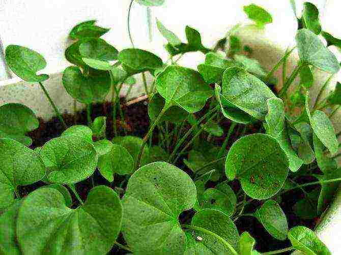 posible bang lumaki ang dichondra bilang isang houseplant