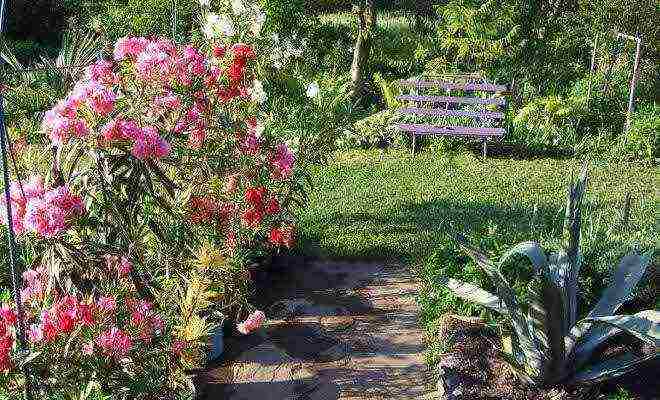 posible bang palaguin ang isang oleander houseplant sa bahay