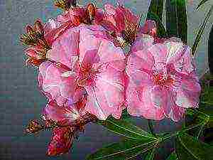 posible bang palaguin ang isang oleander houseplant sa bahay