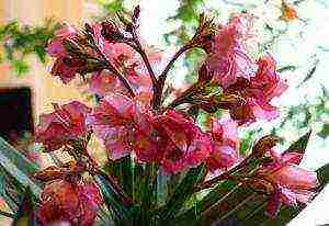 is it possible to grow an oleander houseplant at home