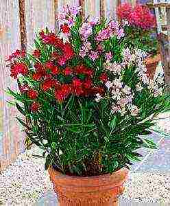 is it possible to grow an oleander houseplant at home