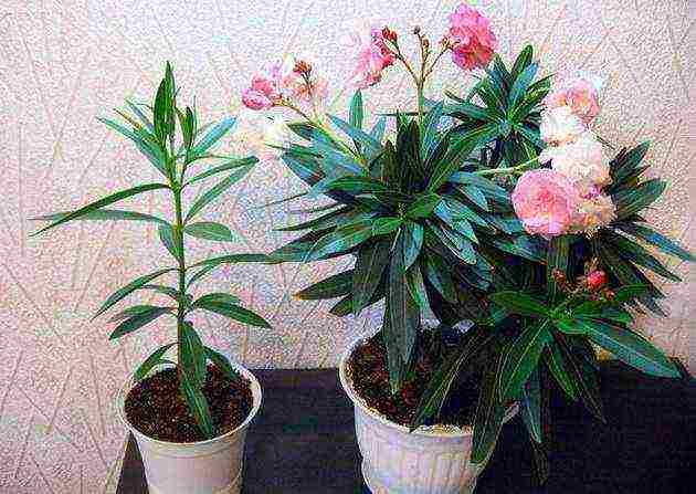 is it possible to grow an oleander houseplant at home