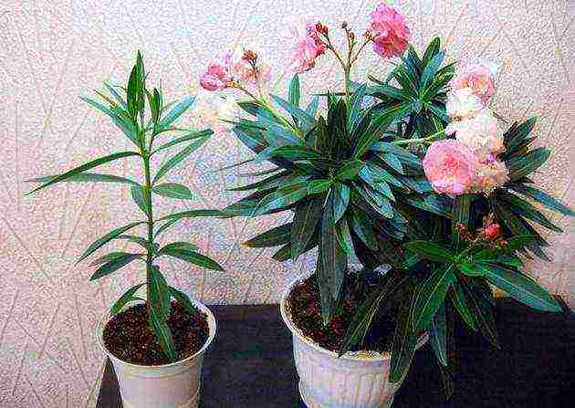 posible bang palaguin ang isang oleander houseplant sa bahay