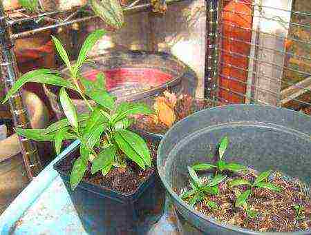 posible bang palaguin ang isang oleander houseplant sa bahay