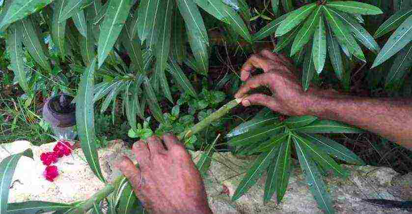 is it possible to grow an oleander houseplant at home