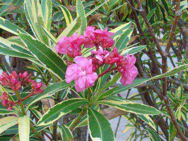 posible bang palaguin ang isang oleander houseplant sa bahay