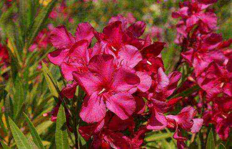 posible bang palaguin ang isang oleander houseplant sa bahay