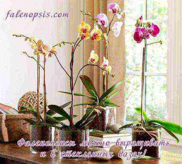 is it possible to grow phalaenopsis in an opaque pot