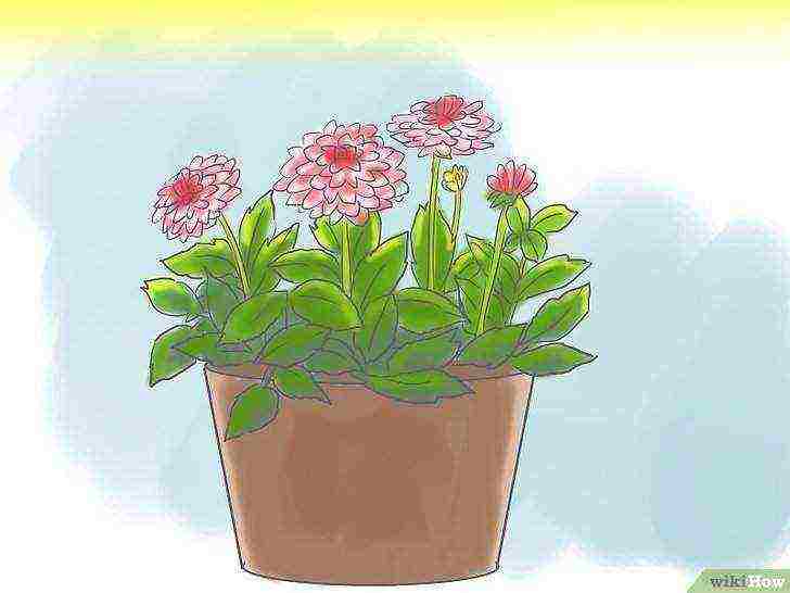 is it possible to grow dahlias as a houseplant
