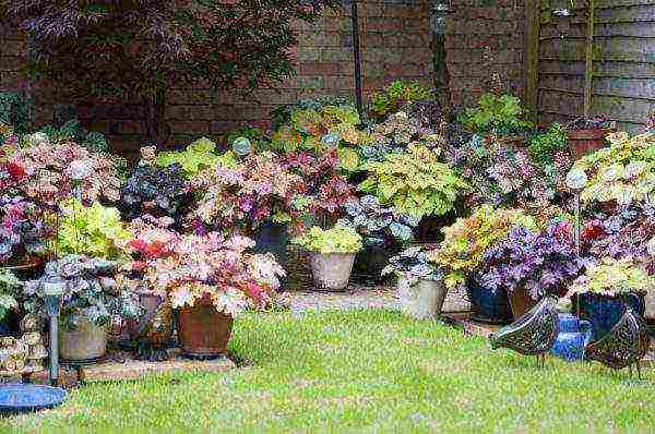 is it possible to grow heuchera at home