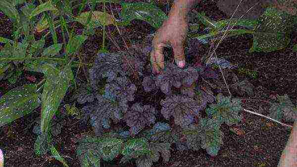 is it possible to grow heuchera at home