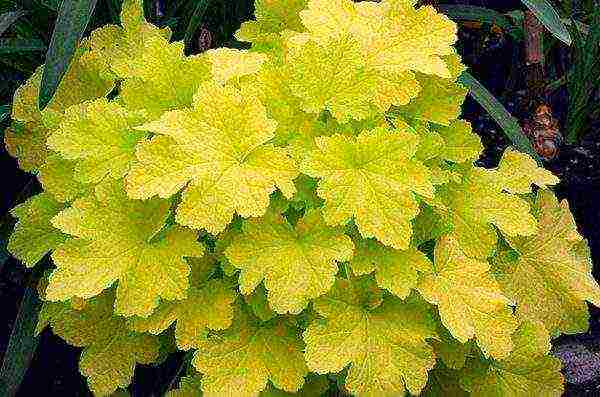 is it possible to grow heuchera at home