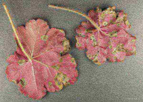 is it possible to grow heuchera at home