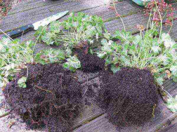 is it possible to grow heuchera at home