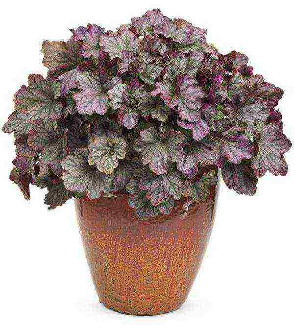 is it possible to grow heuchera at home