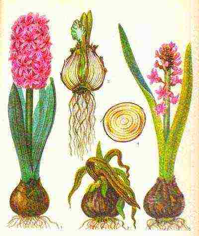 is it possible to grow hyacinth at home without transferring it to the garden