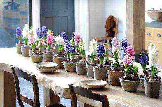 is it possible to grow hyacinth at home without transferring it to the garden