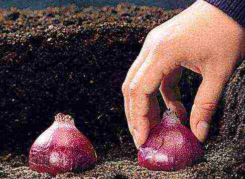 is it possible to grow hyacinth at home without transferring it to the garden
