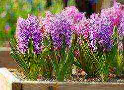 is it possible to grow hyacinth at home without transferring it to the garden