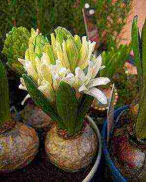 is it possible to grow hyacinth at home