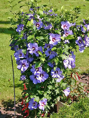 posible bang palaguin ang hibiscus sa gitnang Russia