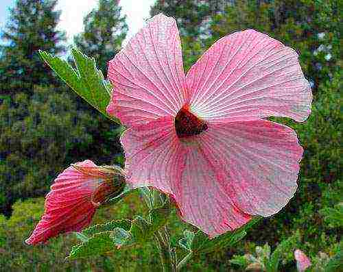 posible bang palaguin ang hibiscus sa gitnang Russia