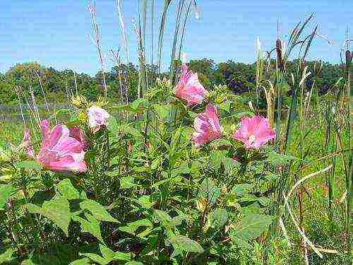 posible bang palaguin ang hibiscus sa gitnang Russia