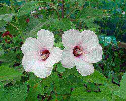 posible bang palaguin ang hibiscus sa gitnang Russia