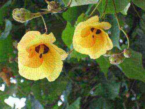 posible bang palaguin ang hibiscus sa gitnang Russia