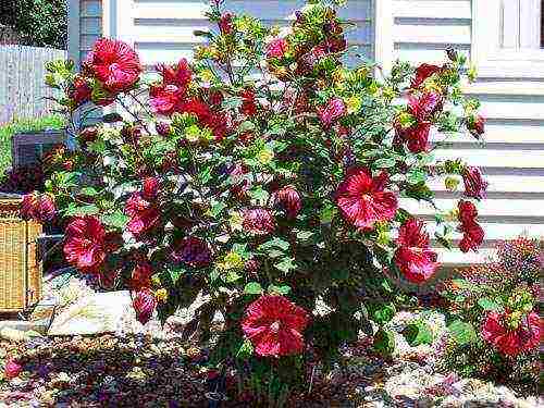 is it possible to grow hibiscus in central Russia
