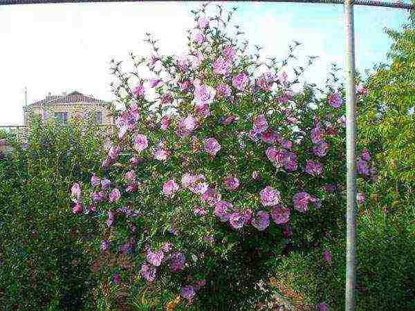 posible bang palaguin ang hibiscus sa gitnang Russia