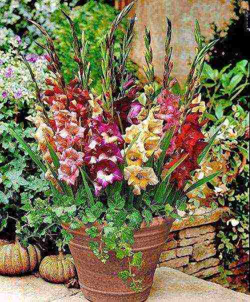 is it possible to grow gladioli in summer pots in the garden