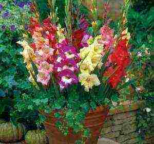 is it possible to grow gladioli in summer pots in the garden