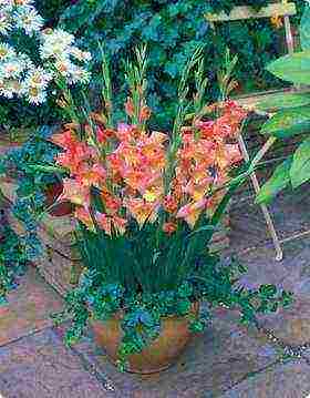 is it possible to grow gladioli in summer pots in the garden