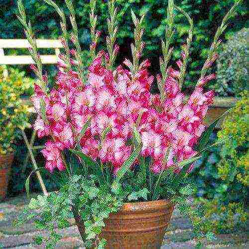 is it possible to grow gladioli in summer pots in the garden