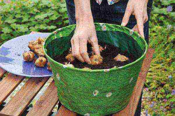 is it possible to grow gladioli in summer pots in the garden