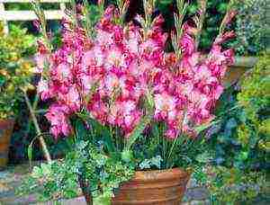 is it possible to grow gladioli in summer pots in the garden