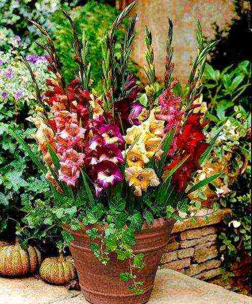 is it possible to grow gladioli at home