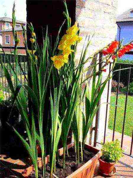 is it possible to grow gladioli at home