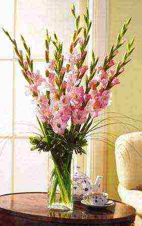 is it possible to grow gladioli at home