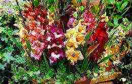 is it possible to grow gladioli at home