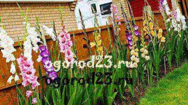 is it possible to grow gladioli at home