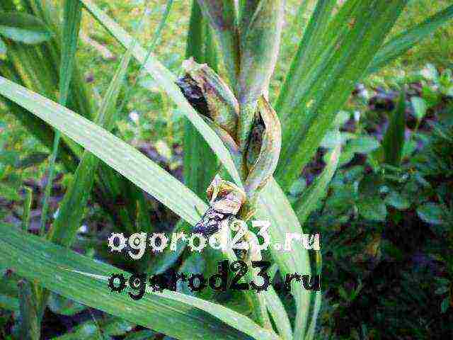 posible bang palaguin ang gladioli sa bahay