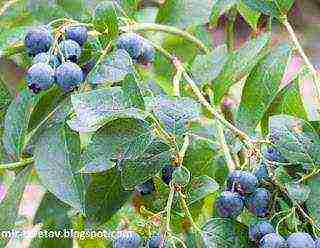 is it possible to grow blueberries at home