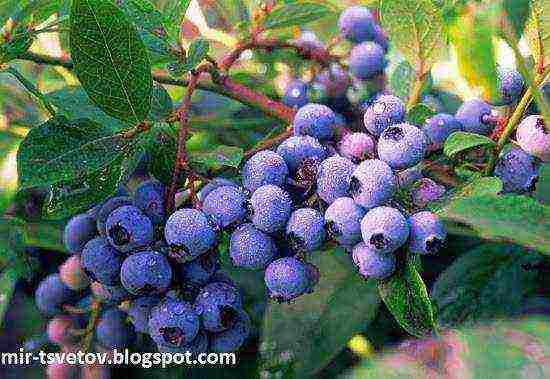 is it possible to grow blueberries at home