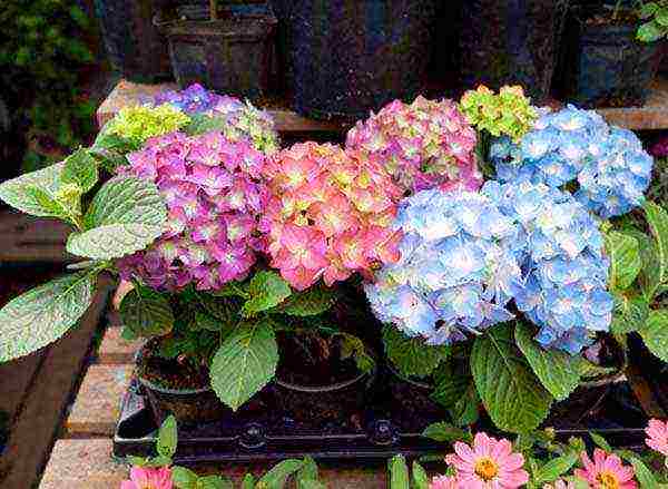 is it possible to grow hydrangea indoors