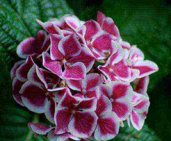 is it possible to grow hydrangea indoors