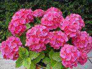 is it possible to grow hydrangea indoors