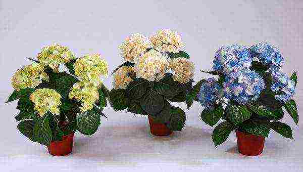 is it possible to grow hydrangea indoors