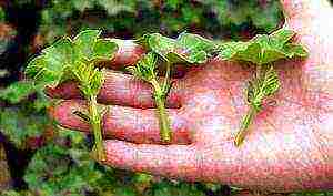 is it possible to grow hydrangea indoors